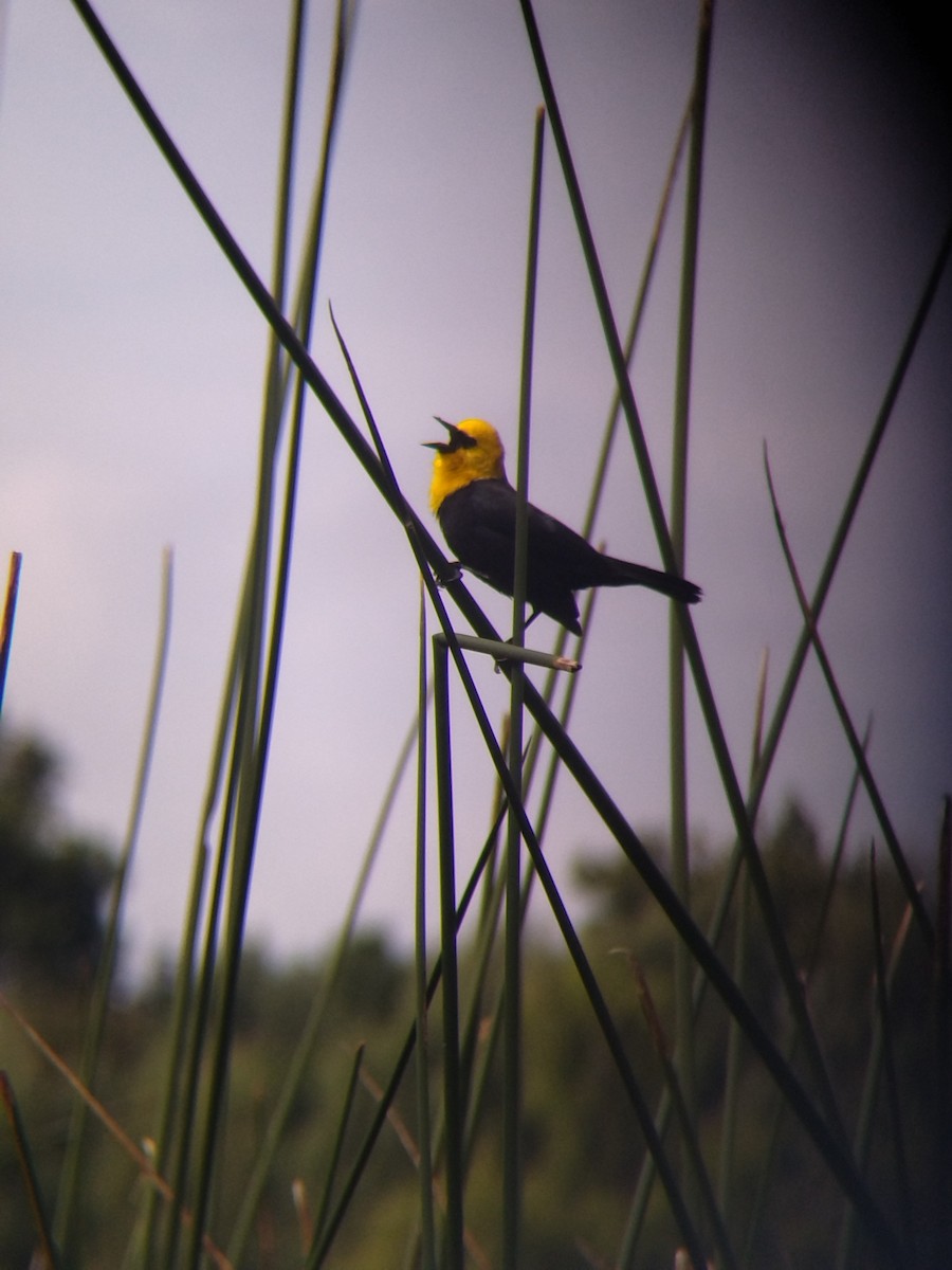 Yellow-hooded Blackbird - ML646273963