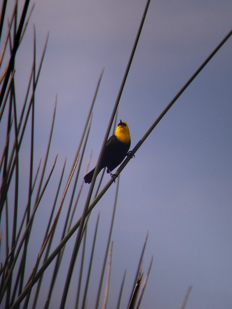 Yellow-hooded Blackbird - ML646273964