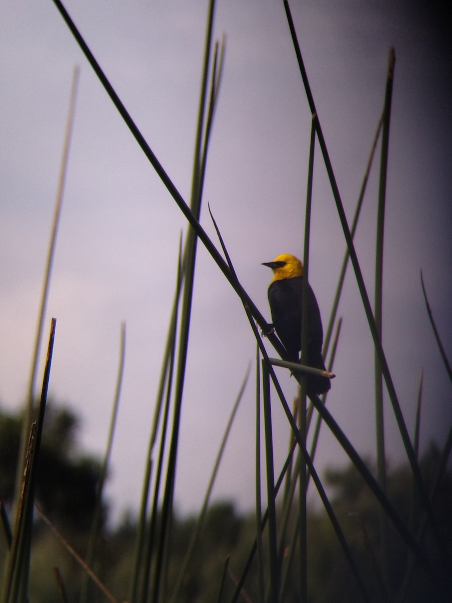 Yellow-hooded Blackbird - ML646273965