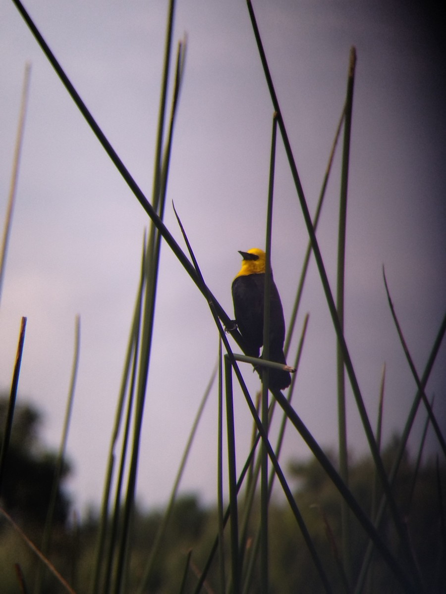 Yellow-hooded Blackbird - ML646273966