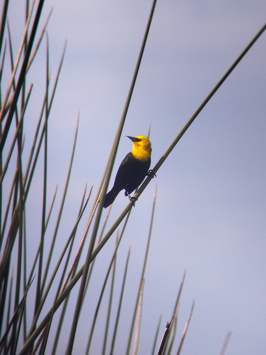 Yellow-hooded Blackbird - ML646273967