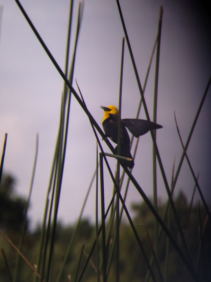 Yellow-hooded Blackbird - ML646273968