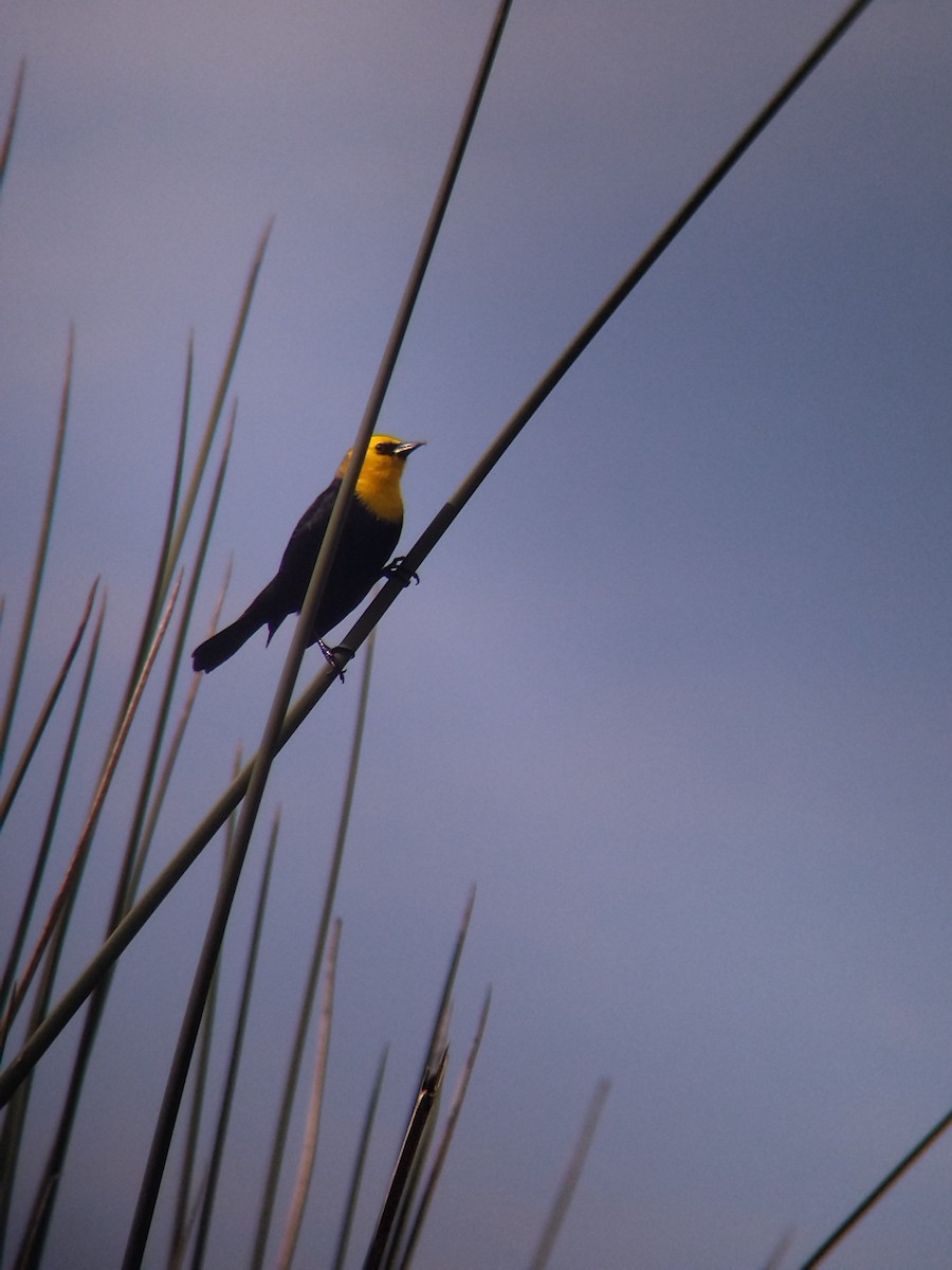 Yellow-hooded Blackbird - ML646273969