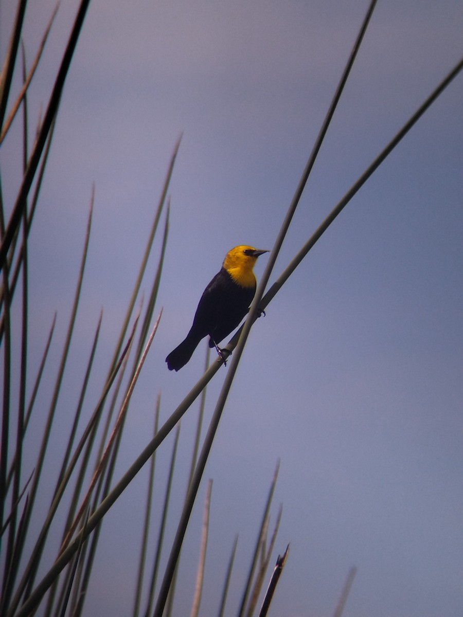 Yellow-hooded Blackbird - ML646273970