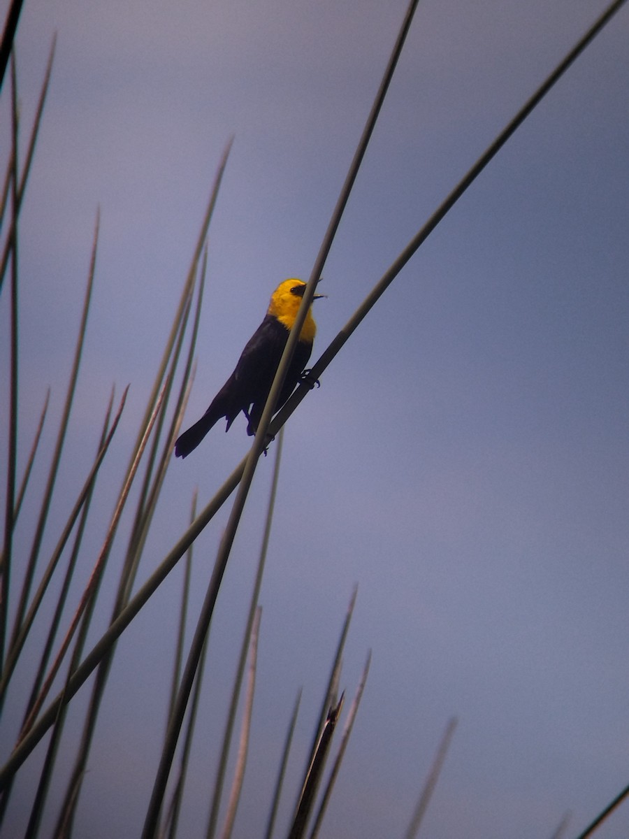 Yellow-hooded Blackbird - ML646273971