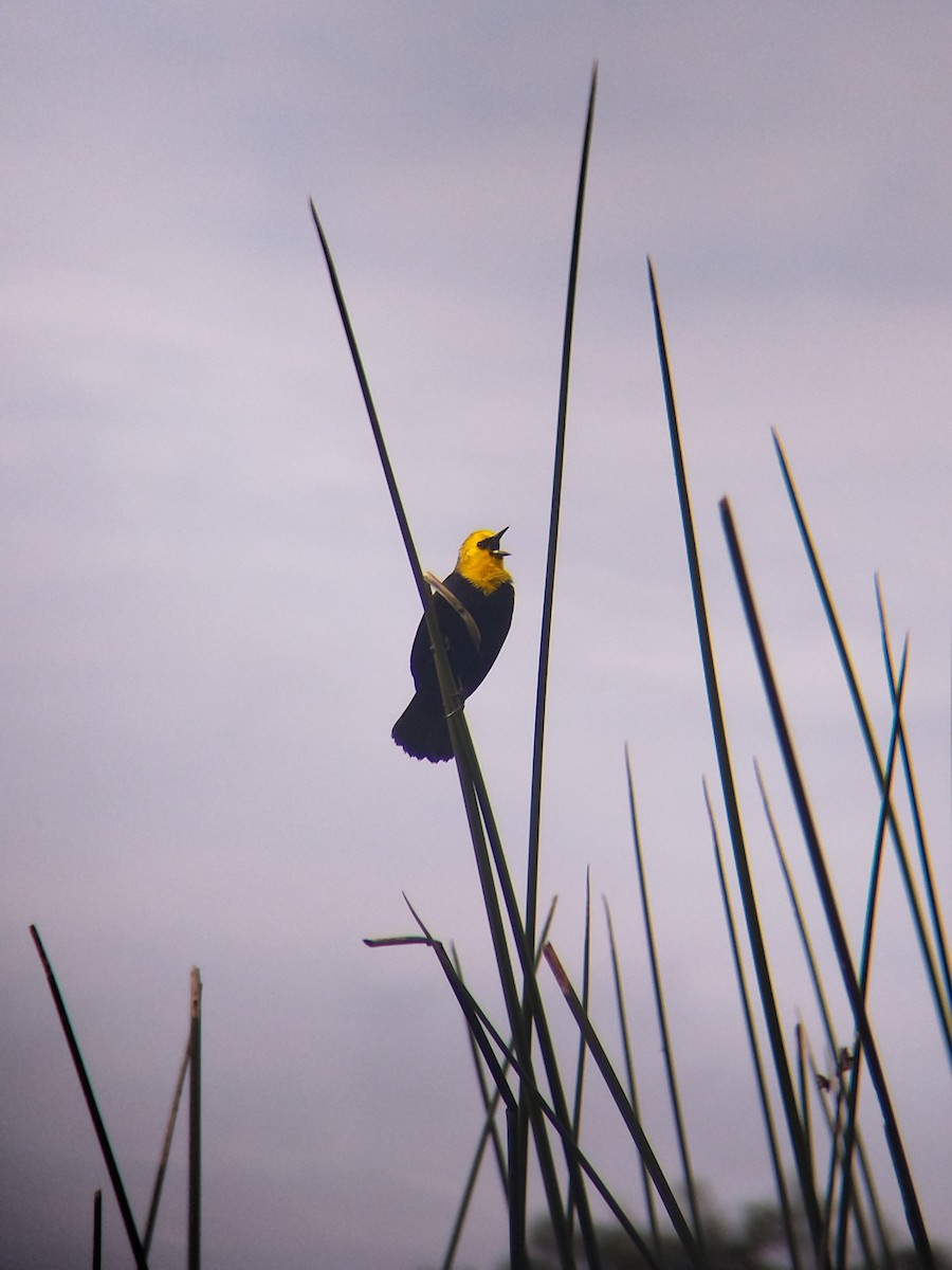 Yellow-hooded Blackbird - ML646273972