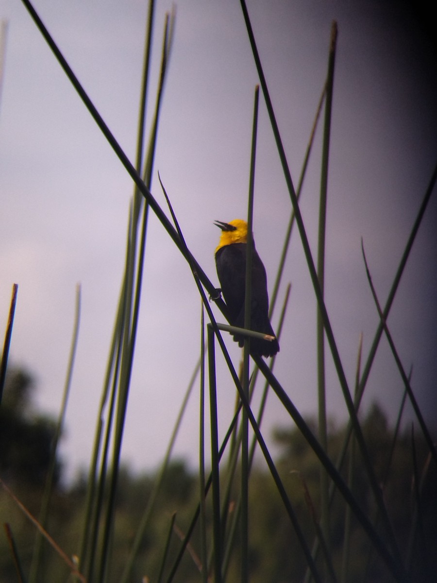 Yellow-hooded Blackbird - ML646273973