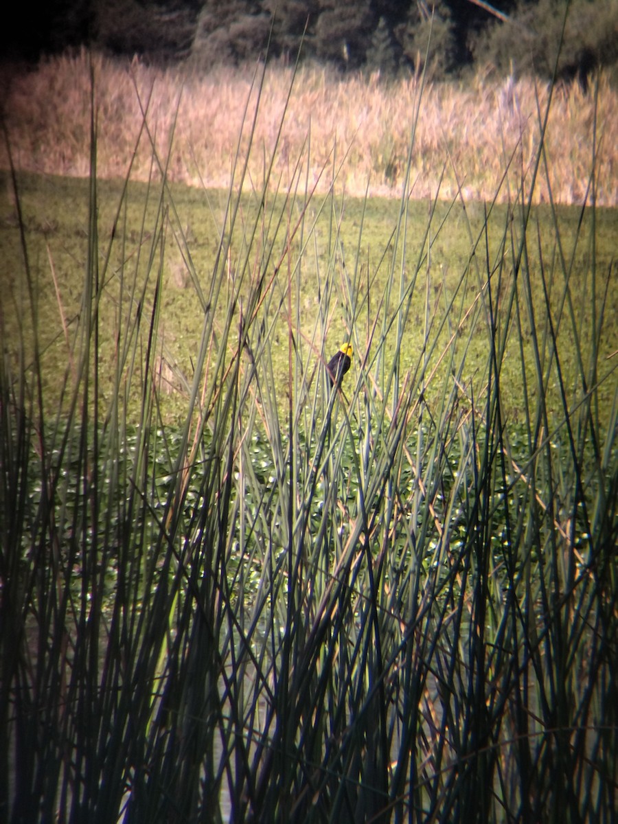 Yellow-hooded Blackbird - ML646273974