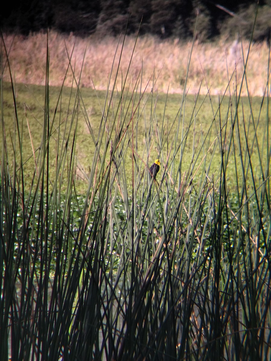 Yellow-hooded Blackbird - ML646273975