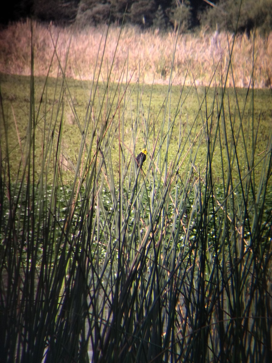 Yellow-hooded Blackbird - ML646273976