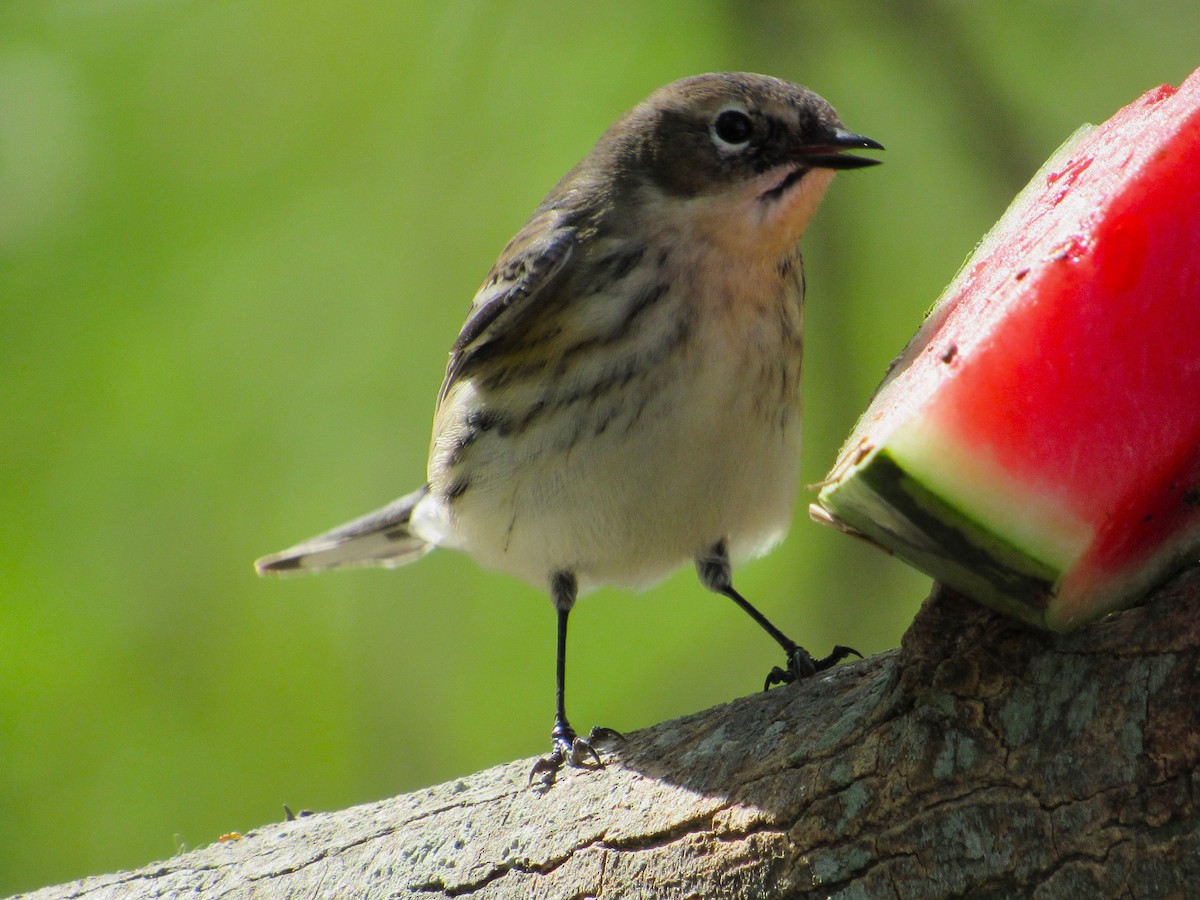 Yellow-rumped Warbler (Myrtle) - ML646273980