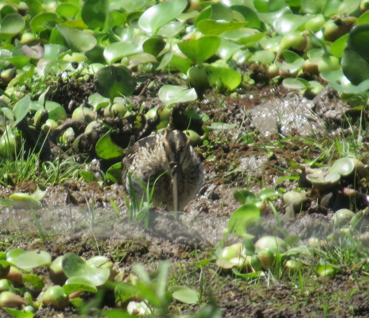 Pantanal Snipe - ML646273982