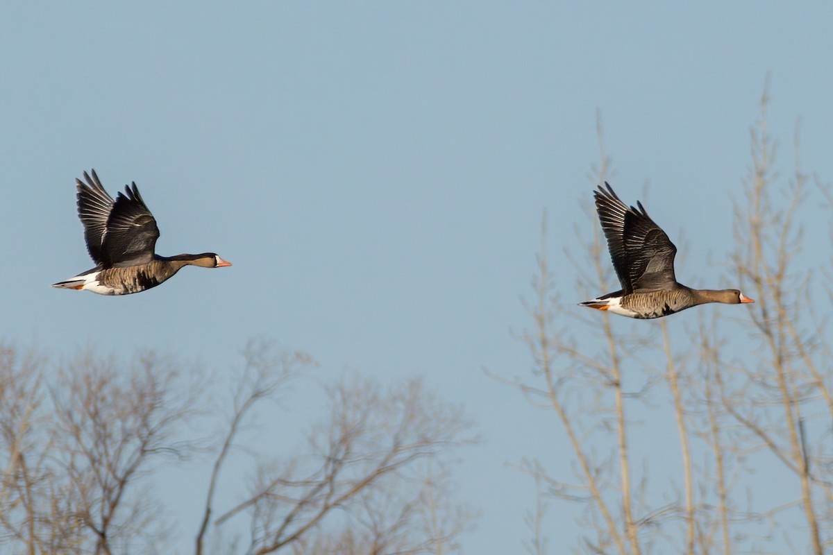 Greater White-fronted Goose - ML646273985