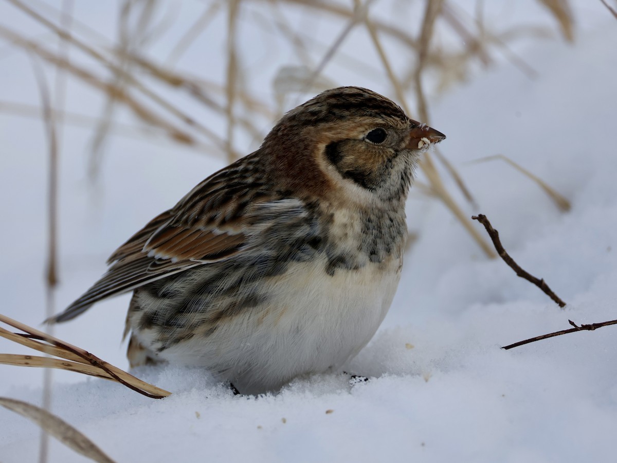 Lapland Longspur - ML646273987
