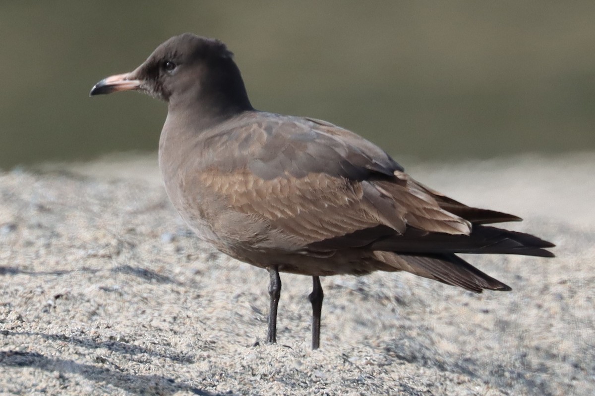 Heermann's Gull - ML646273988