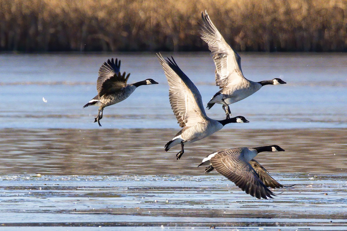 Cackling Goose - ML646273990