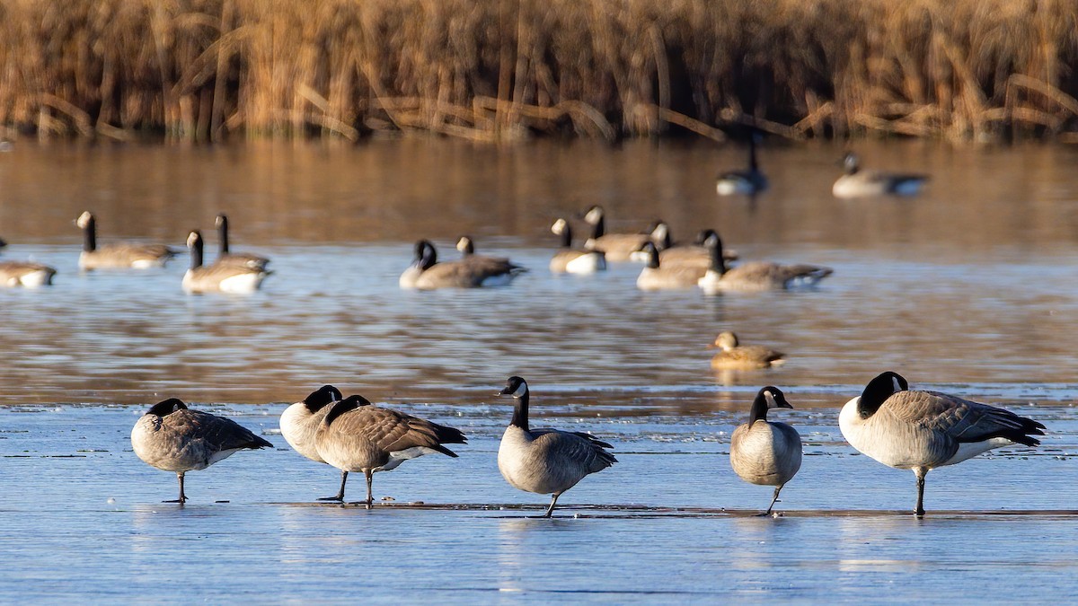 Cackling Goose - ML646273992