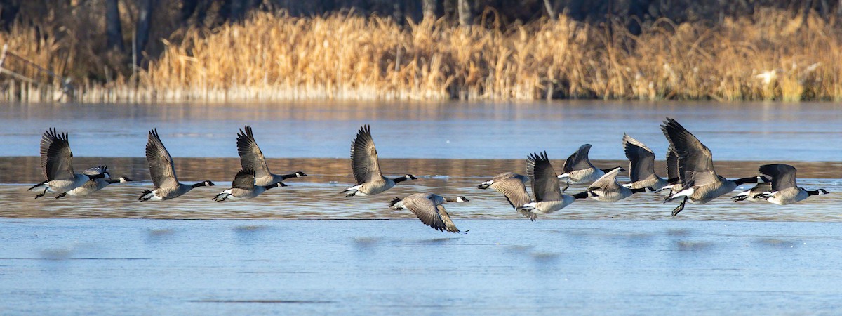 Cackling Goose - ML646273993