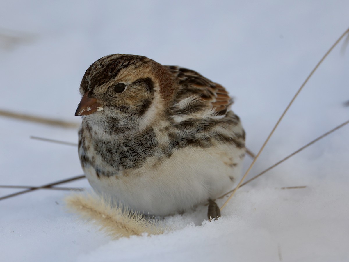 Lapland Longspur - ML646273994