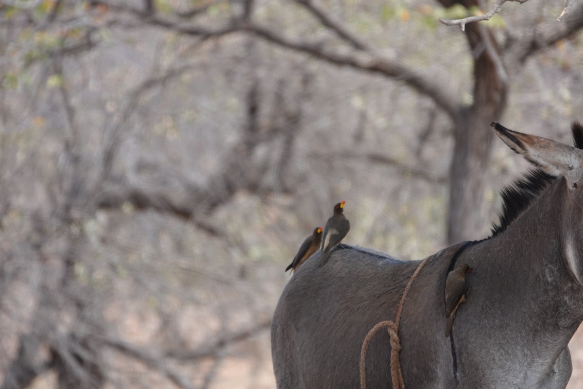 Yellow-billed Oxpecker - ML646273995