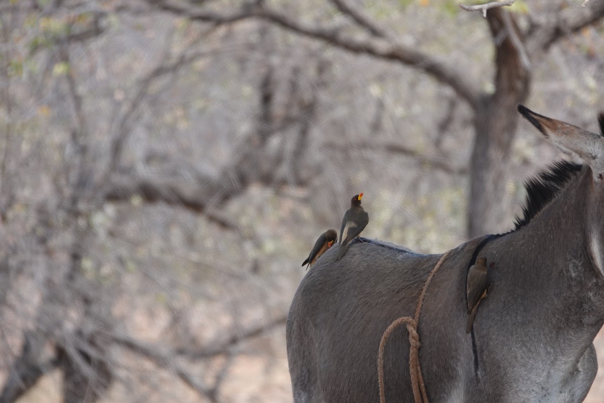 Yellow-billed Oxpecker - ML646273996