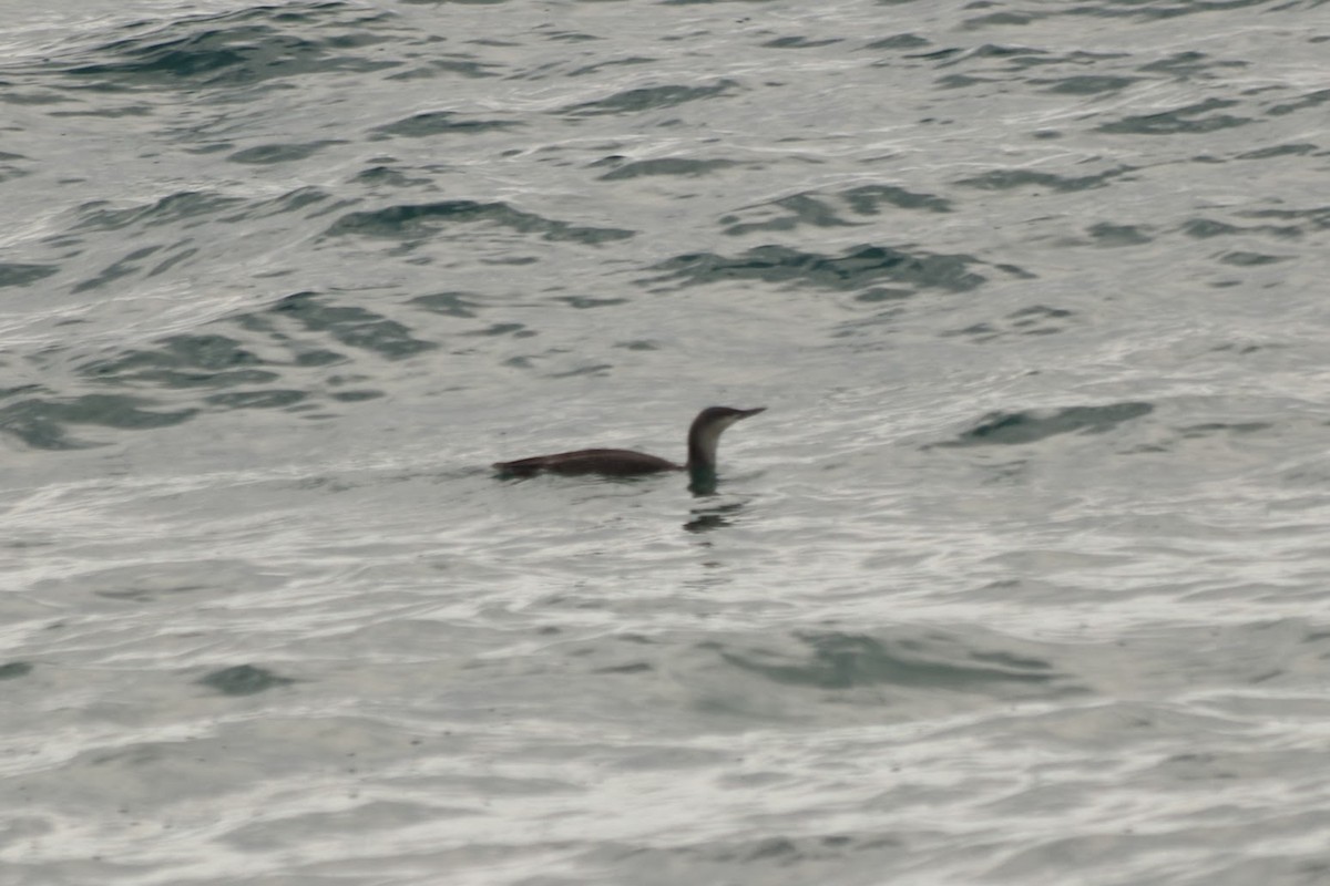 Red-throated Loon - ML646273997