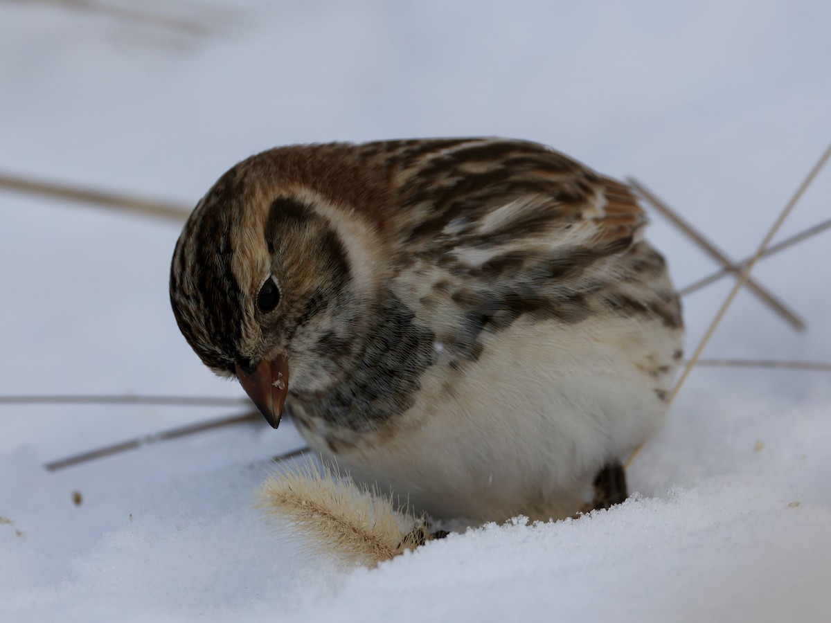 Lapland Longspur - ML646273998