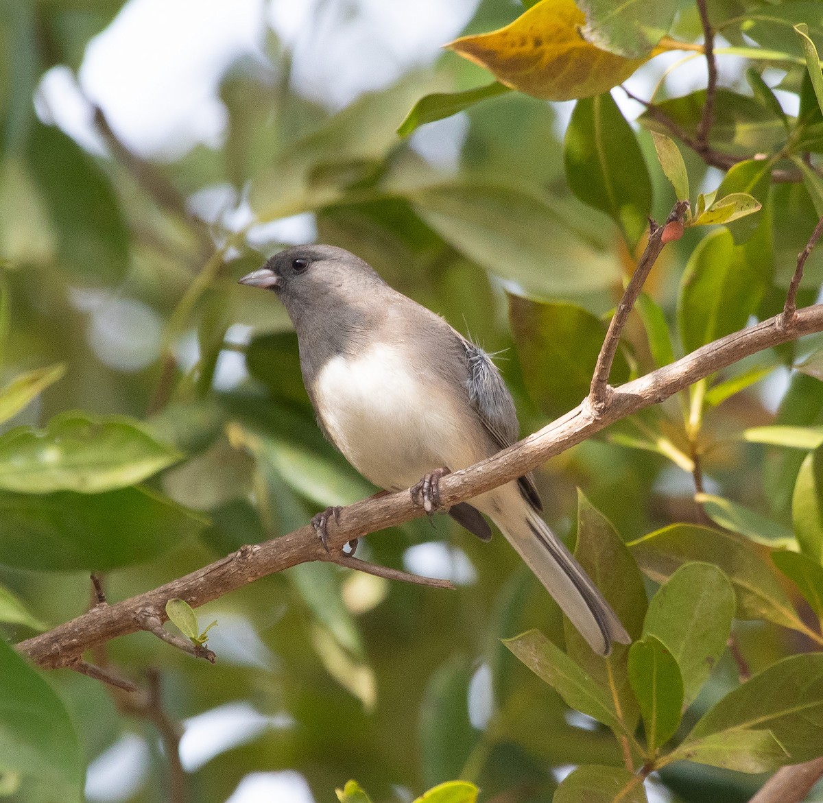 Dark-eyed Junco - Jeff Wahl