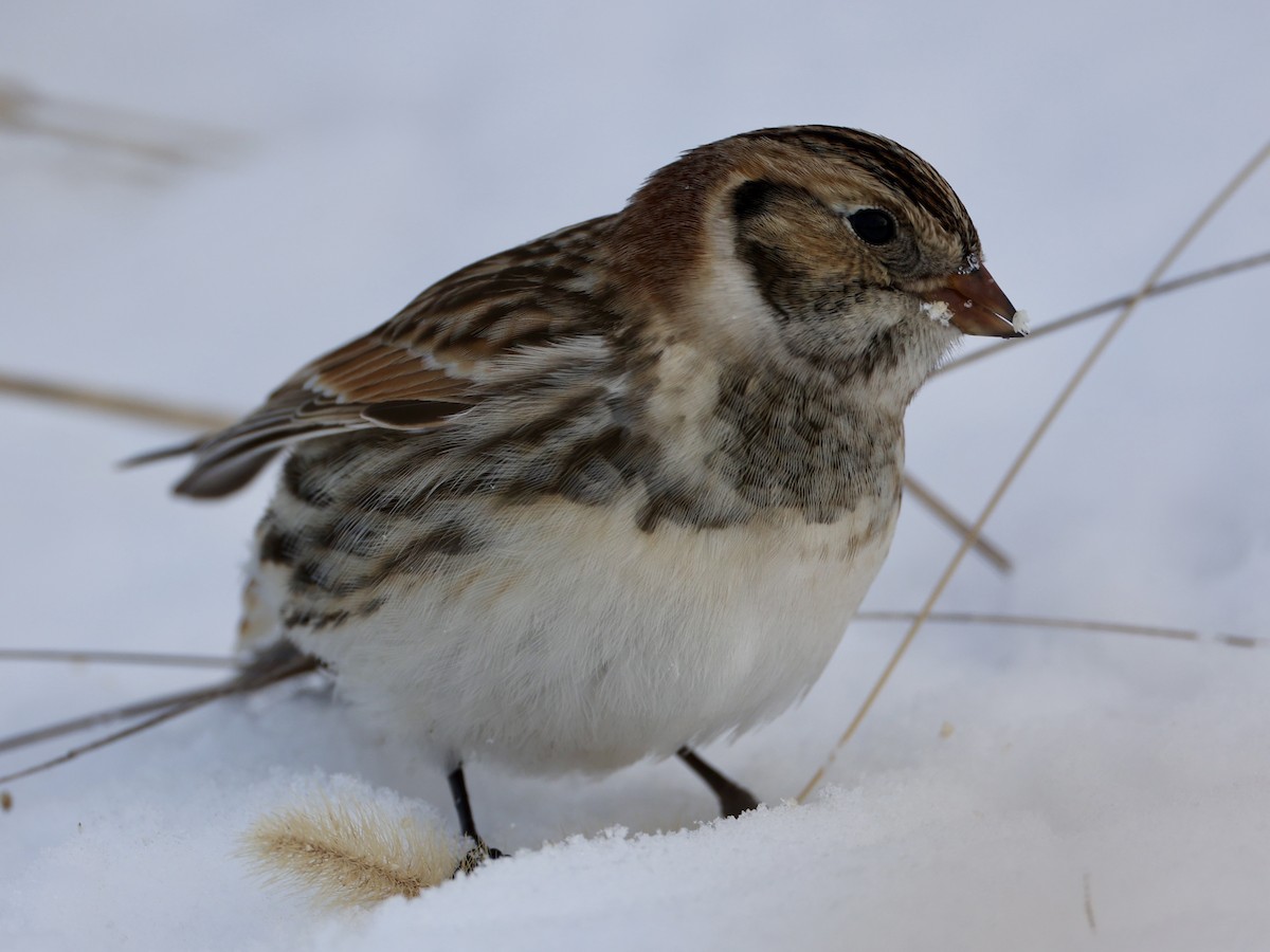 Lapland Longspur - ML646274004