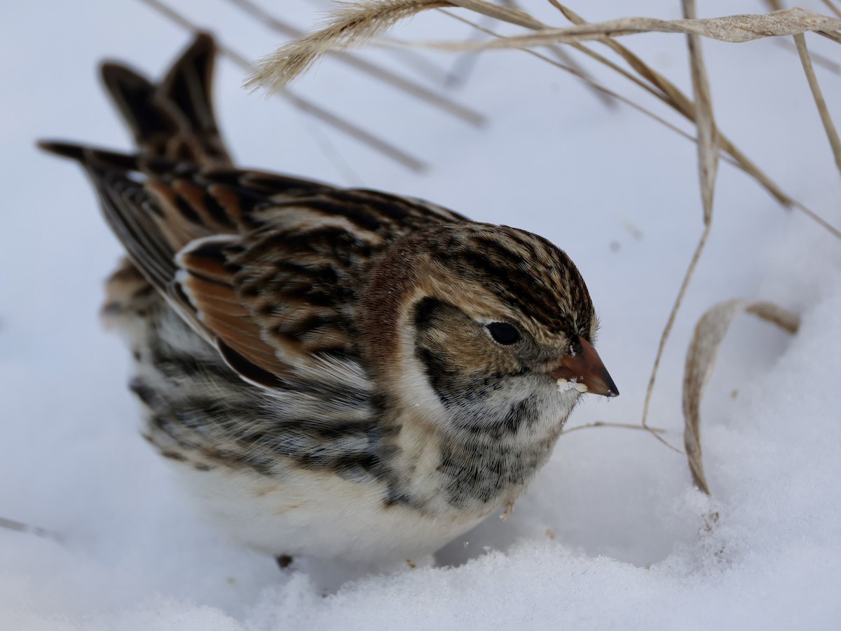 Lapland Longspur - ML646274006
