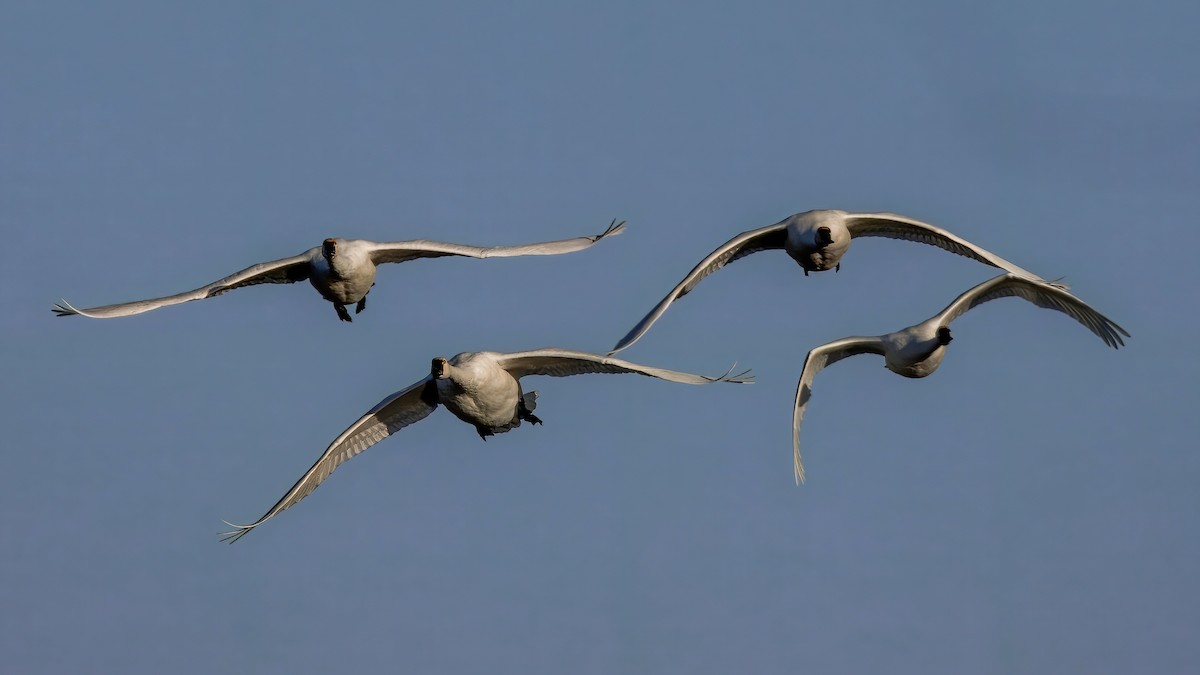 Tundra Swan - ML646274008