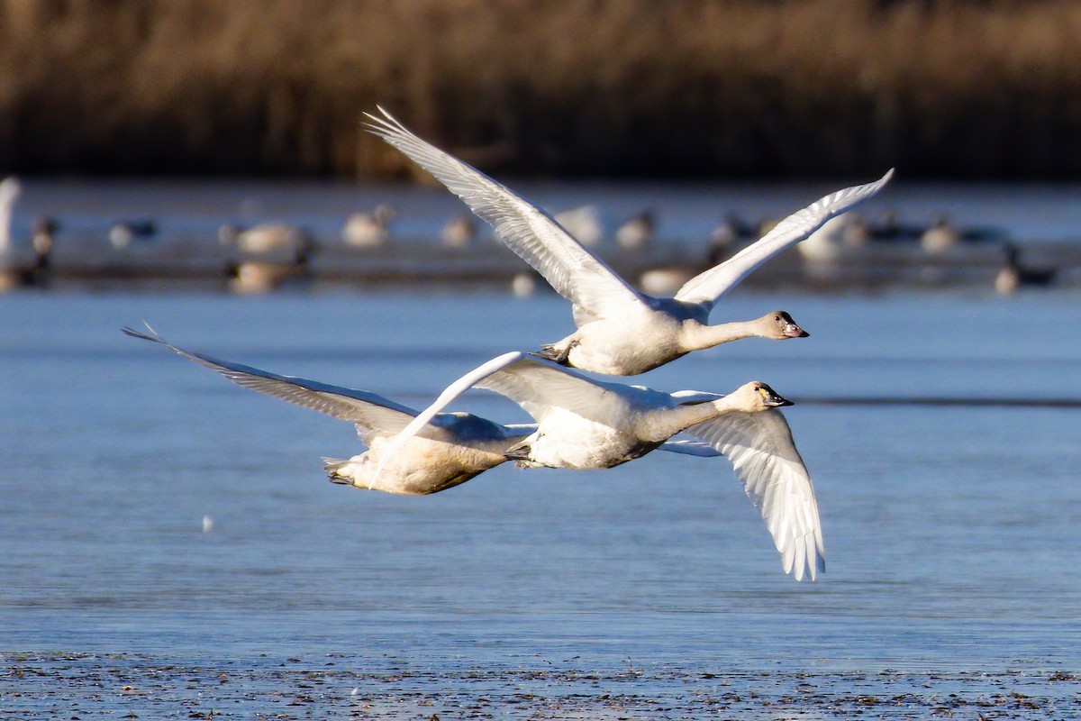 Tundra Swan - ML646274009