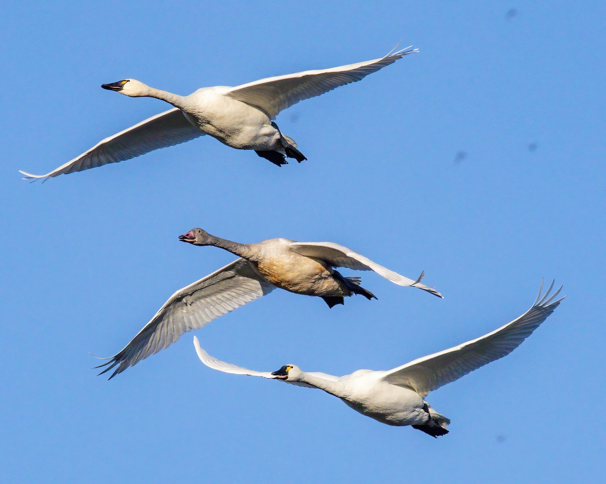 Zwergschwan - ML646274011