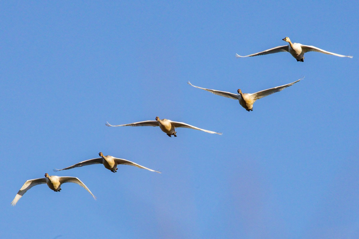 Zwergschwan - ML646274012