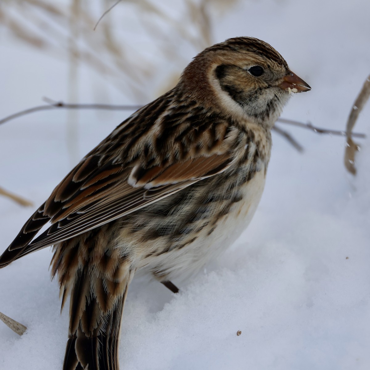 Lapland Longspur - ML646274013