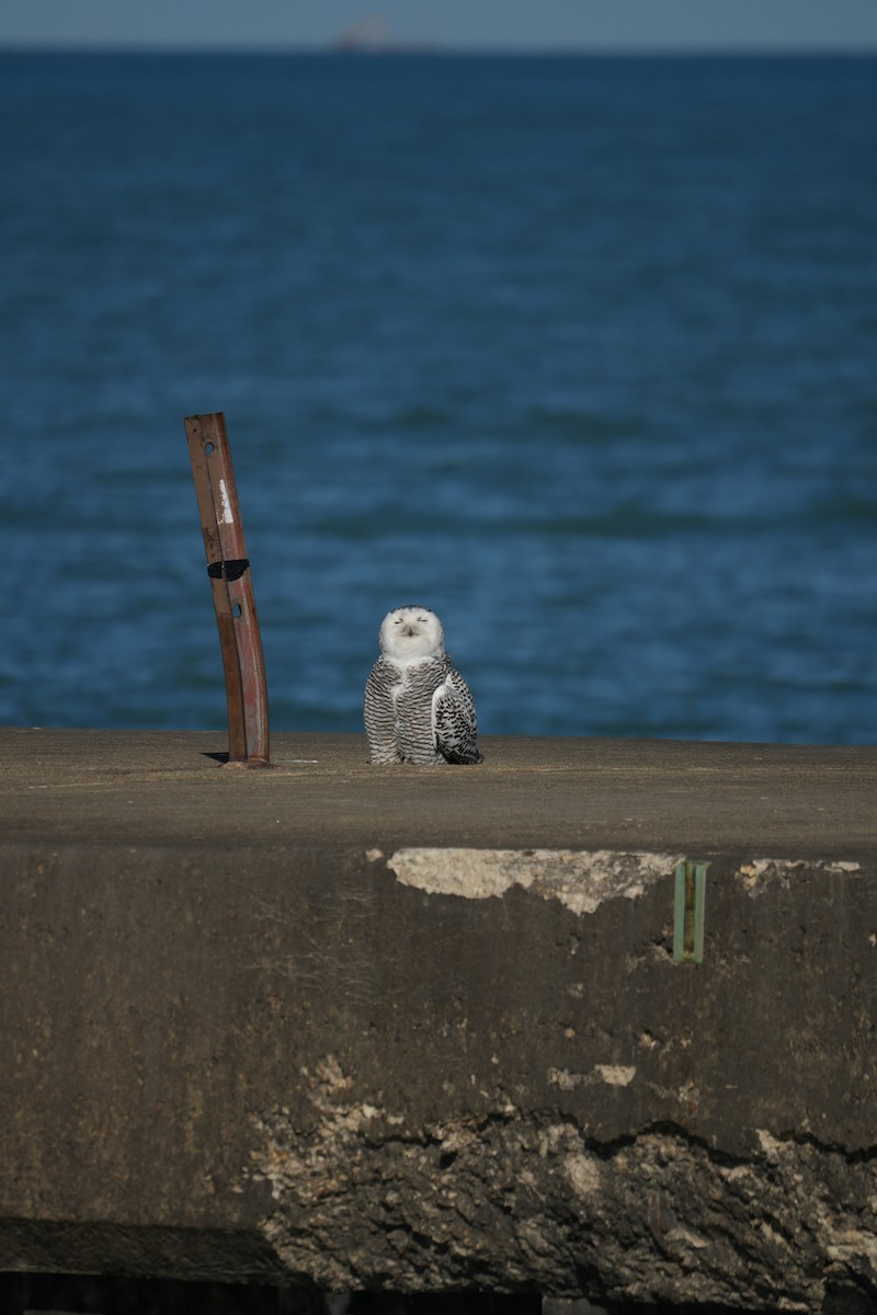 Harfang des neiges - ML646274014