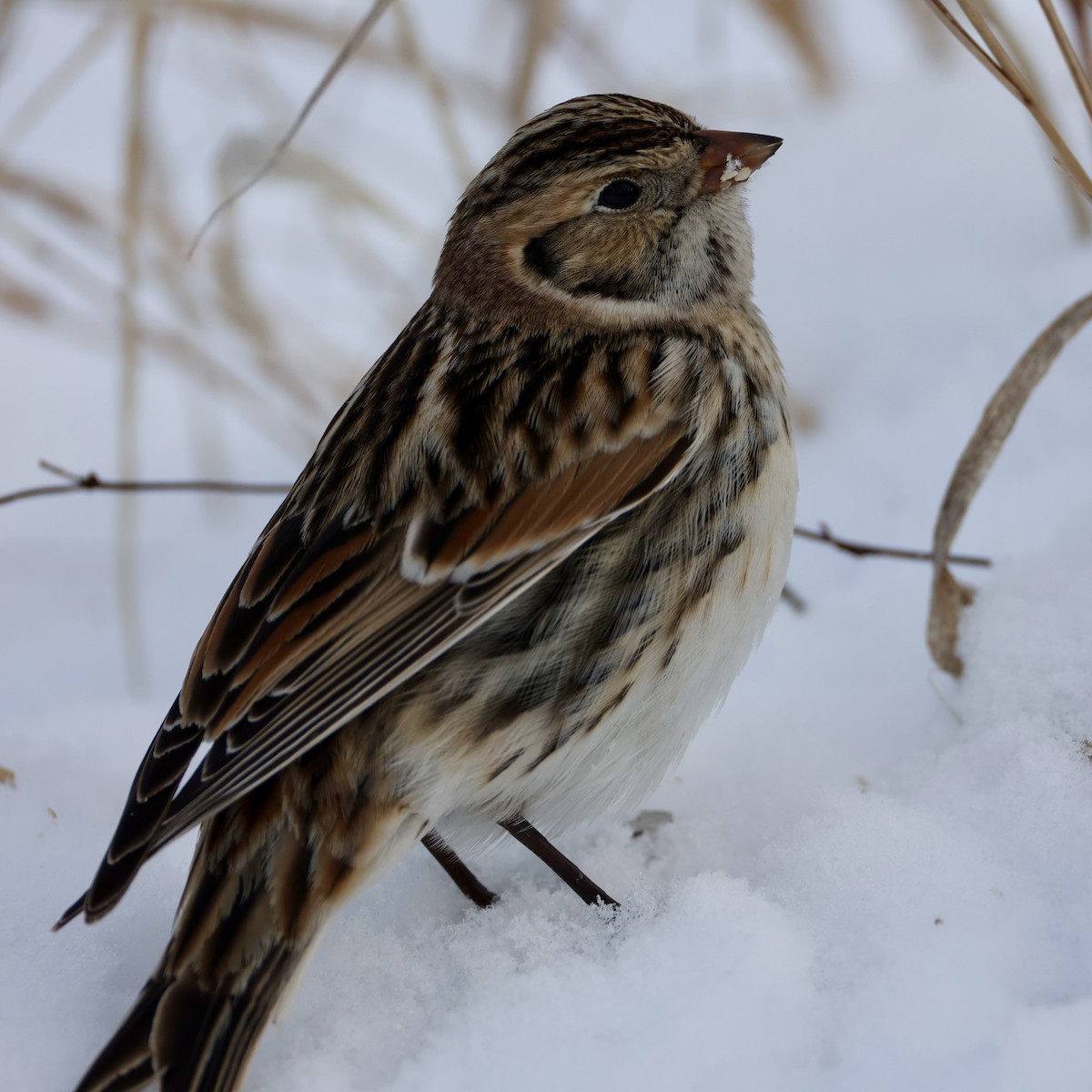 Lapland Longspur - ML646274015
