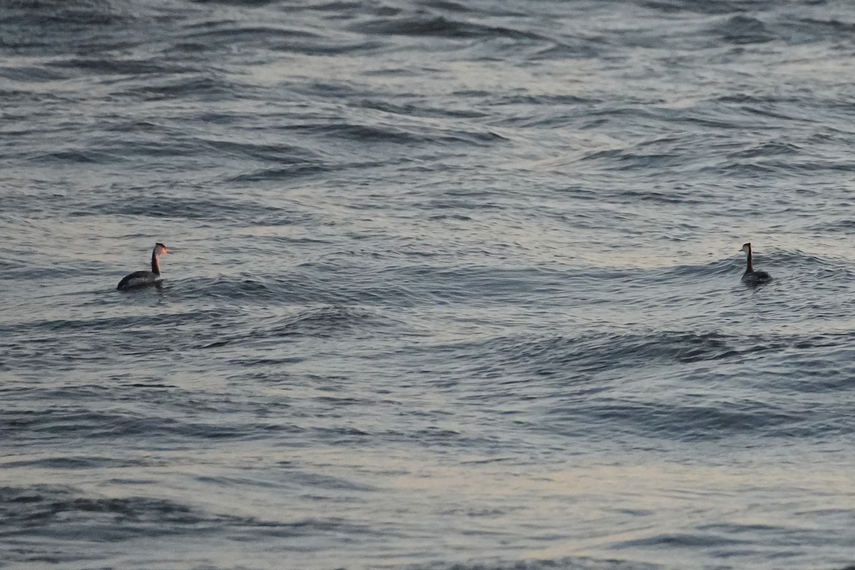 冠鸊鷉 - ML646274016