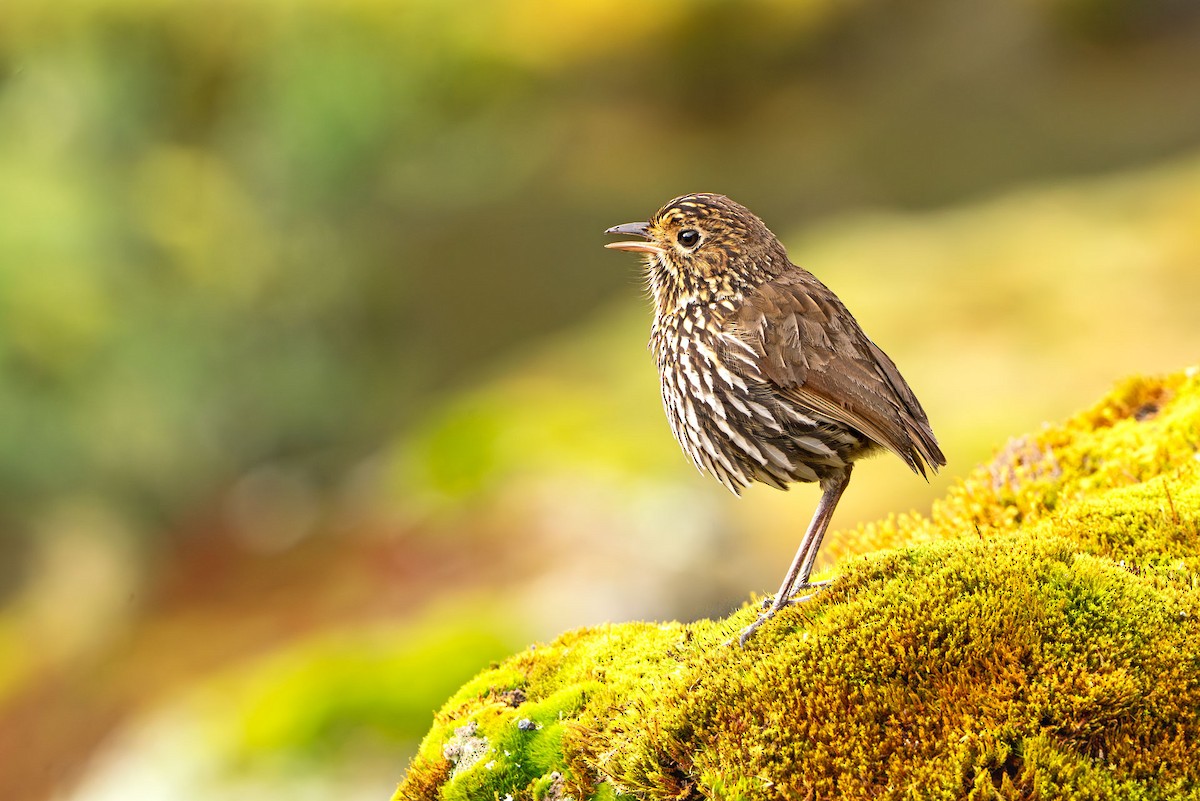 Stripe-headed Antpitta - ML646274017