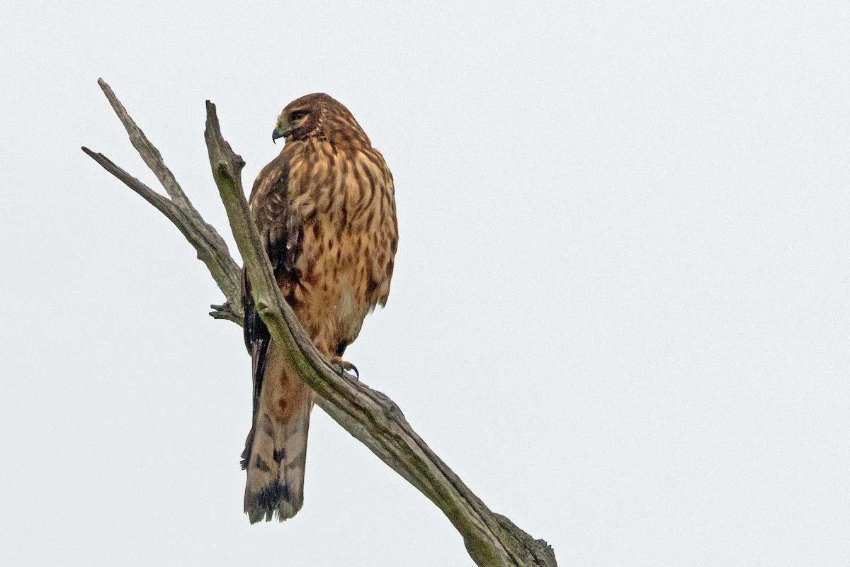 Hudsonweihe - ML646274018