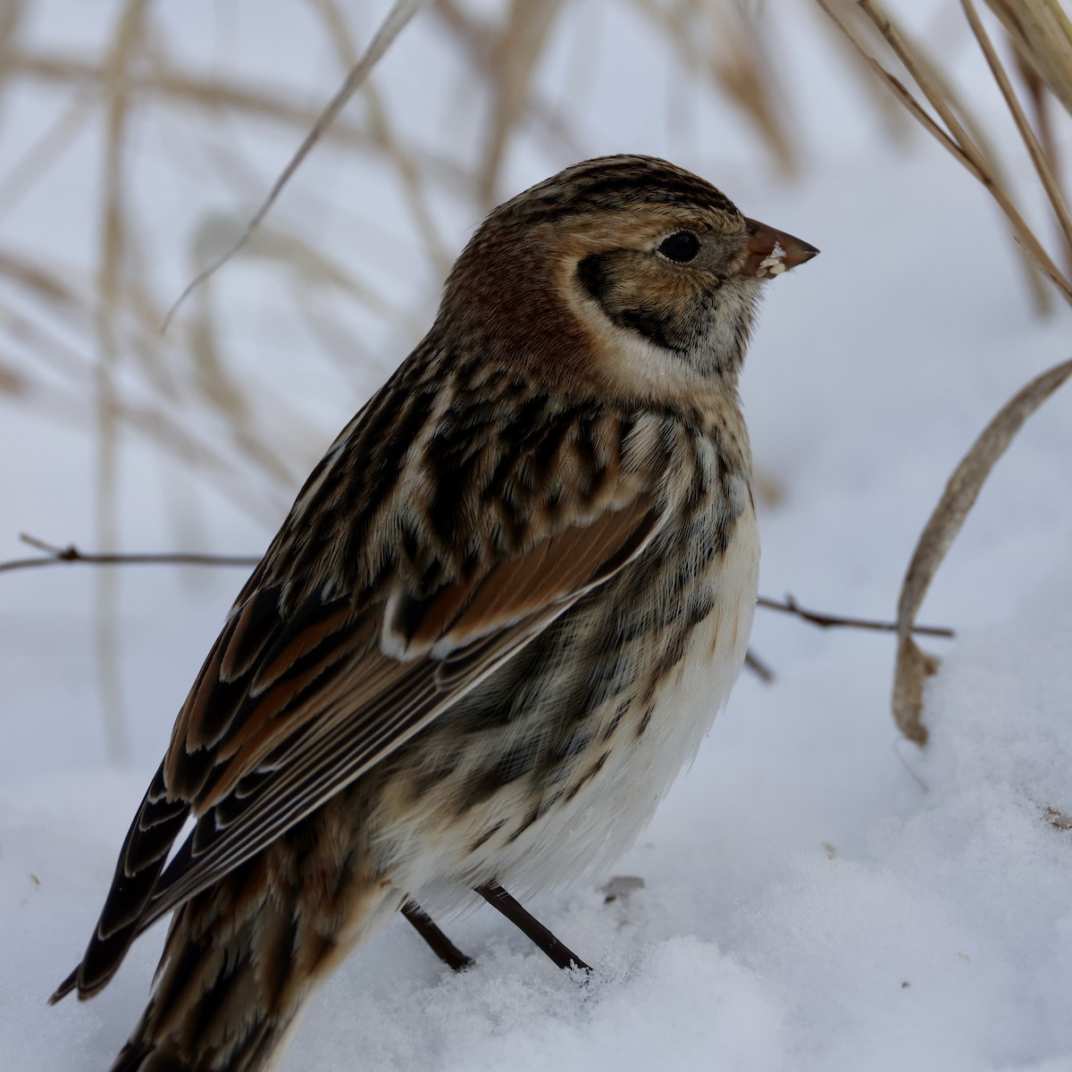 Lapland Longspur - ML646274019