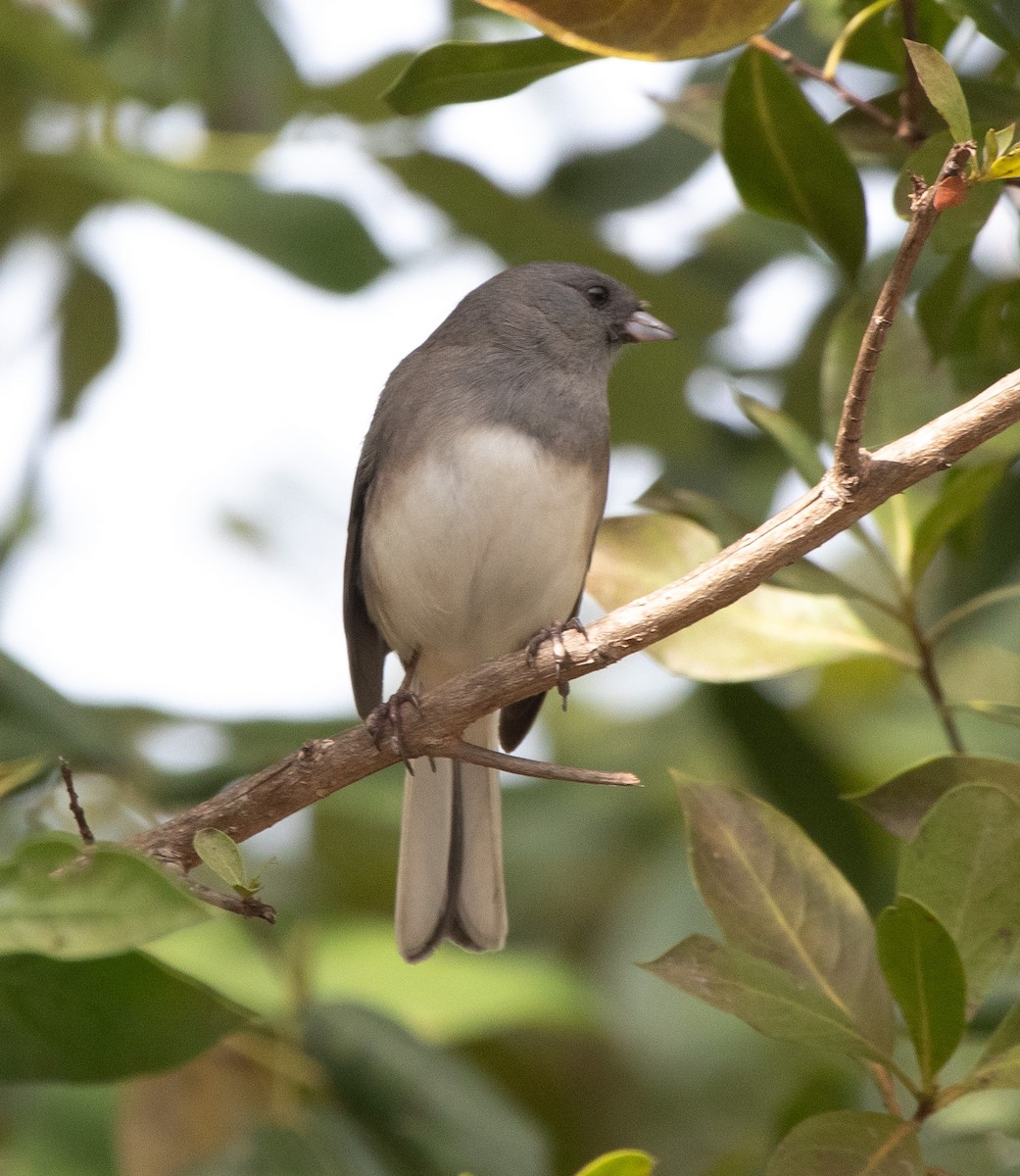 Winterammer - ML646274020