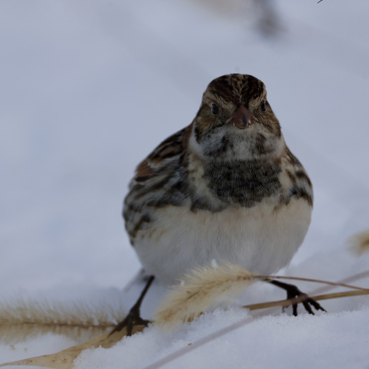 Spornammer - ML646274023