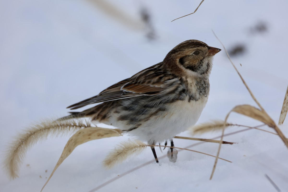 Spornammer - ML646274026