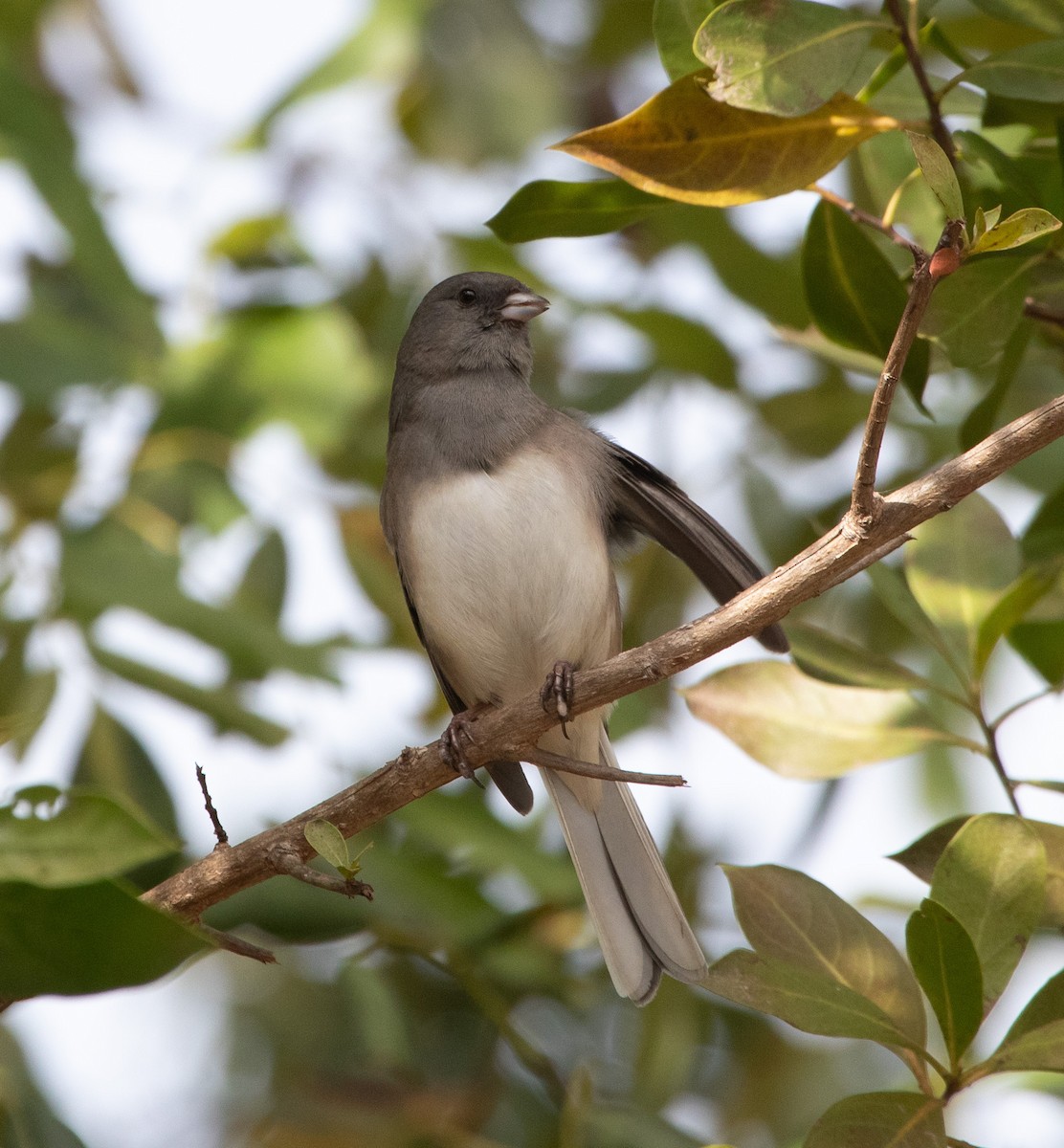 Winterammer - ML646274027