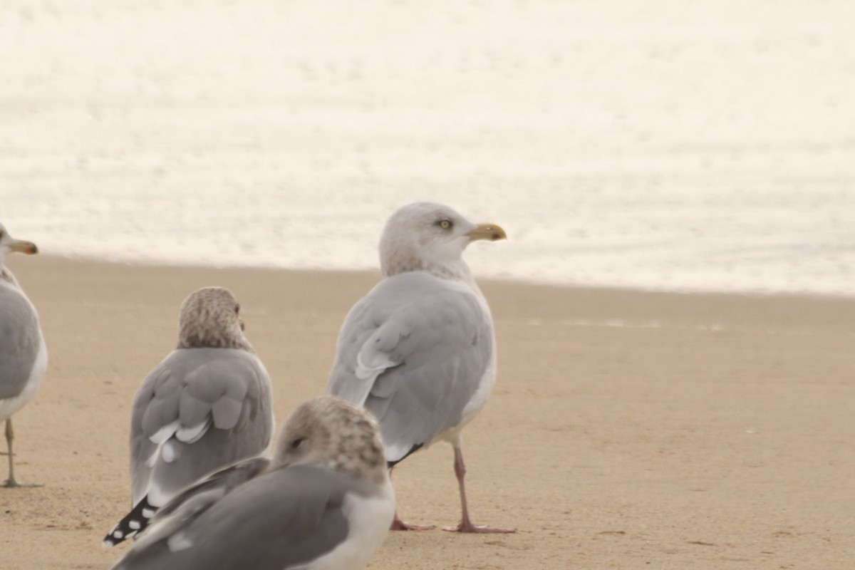 Kanadamöwe - ML646274028