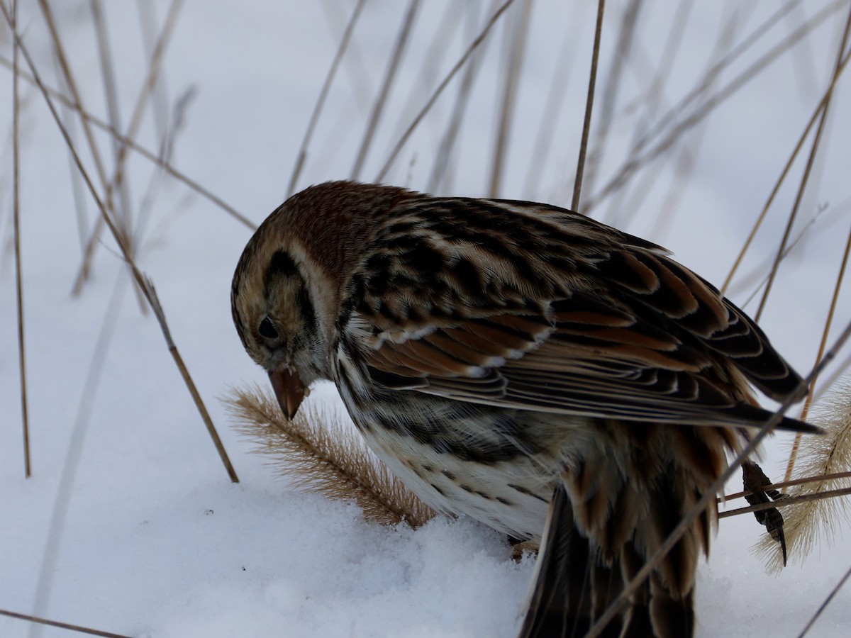 Spornammer - ML646274029