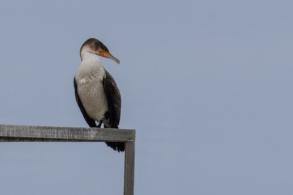 Kormoran - ML646274030