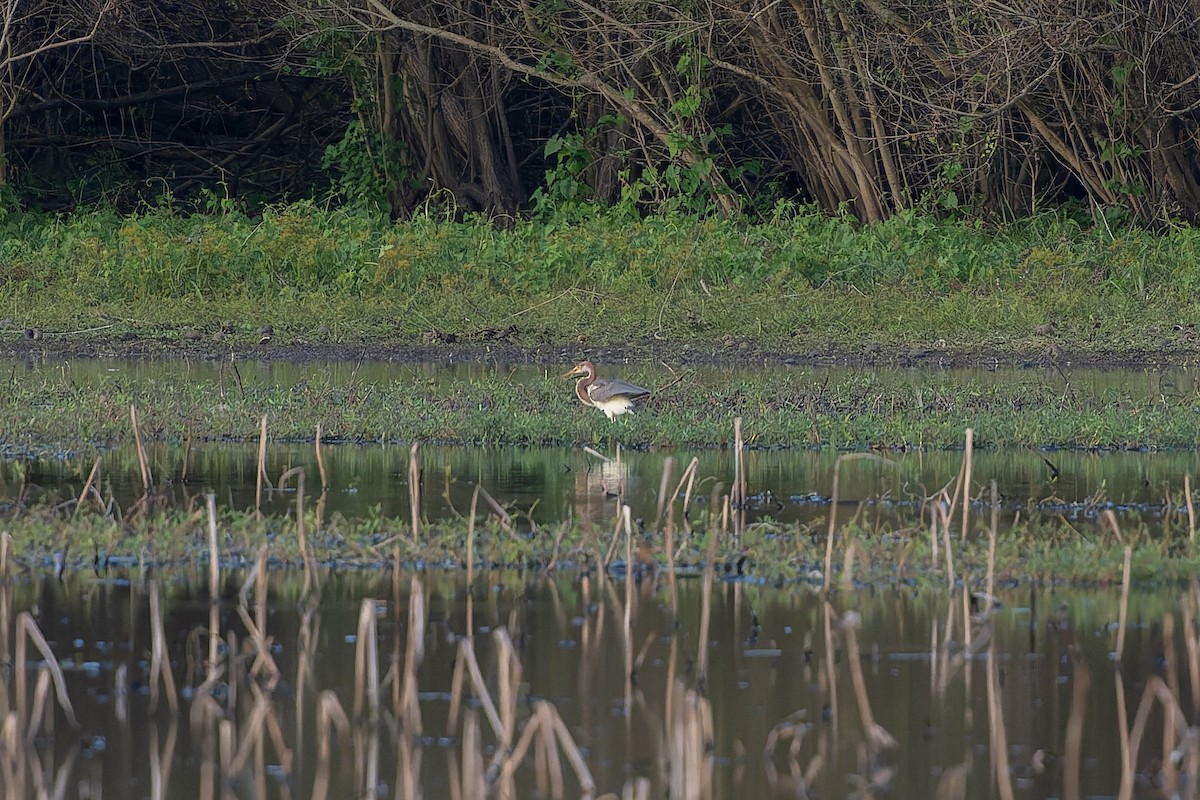 Dreifarbenreiher - ML646274031