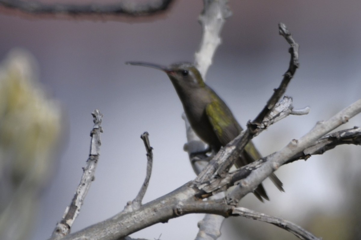 Graukolibri - ML646274032